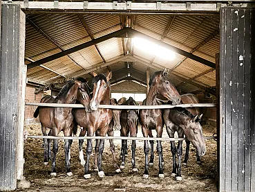Horse Breeders