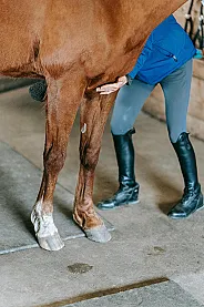 Horse Veterinarians
